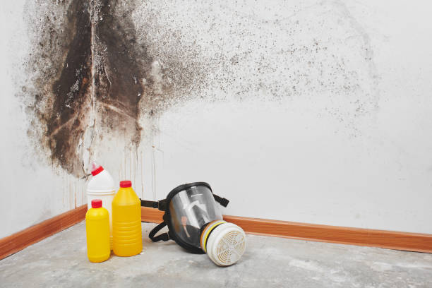 Best Professional Mold Removal  in Twin City, GA