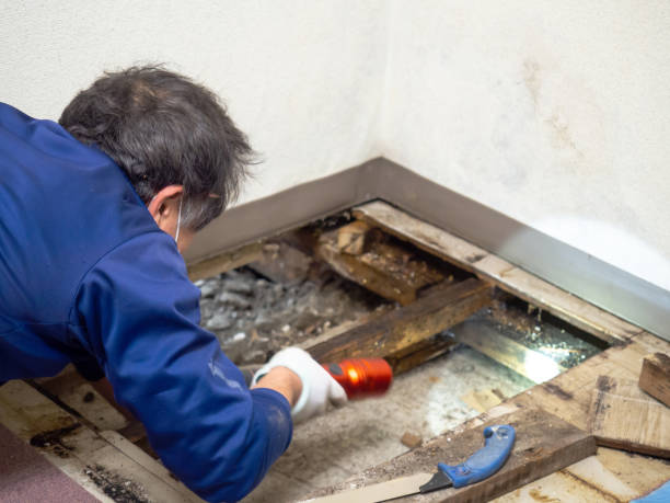 Best Residential Mold Removal  in Twin City, GA