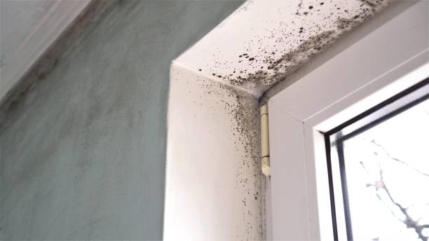Best Residential Mold Removal  in Twin City, GA
