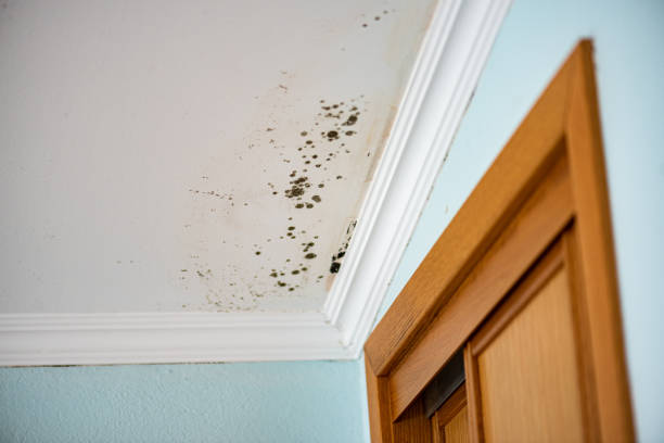 Mold Removal and Inspection in Twin City, GA