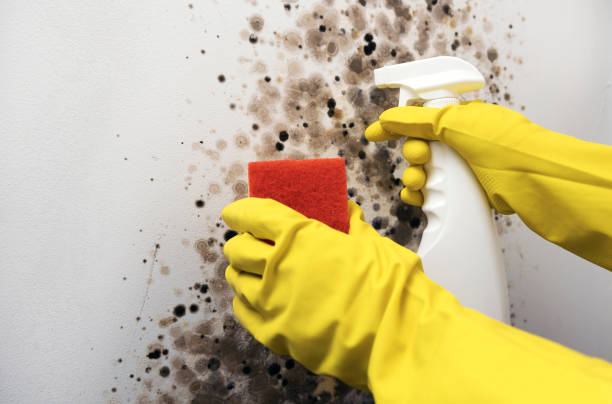 Best Mold Testing and Removal  in Twin City, GA
