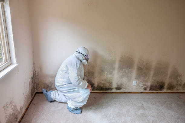 Best Home Mold Removal  in Twin City, GA