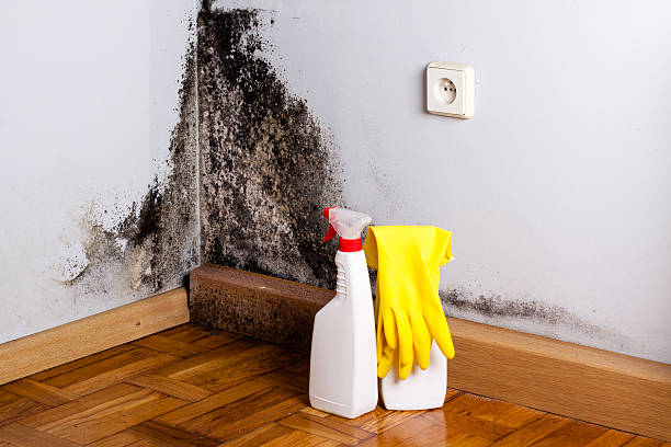 Best Local Mold Removal Service  in Twin City, GA