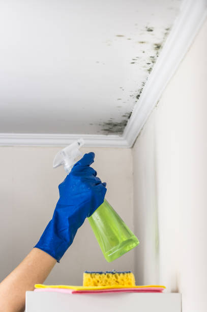 Professional Mold Removal in Twin City, GA
